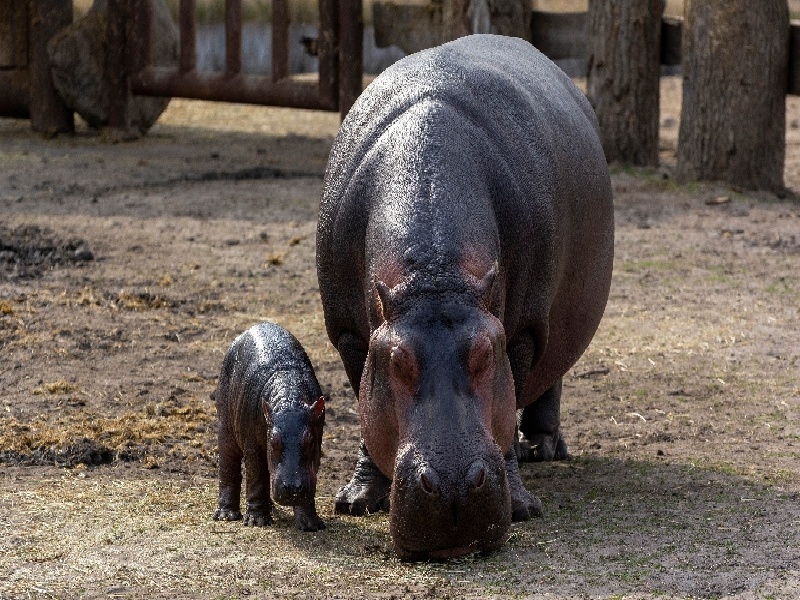 试管移植着床快慢(试管茶漏使用)